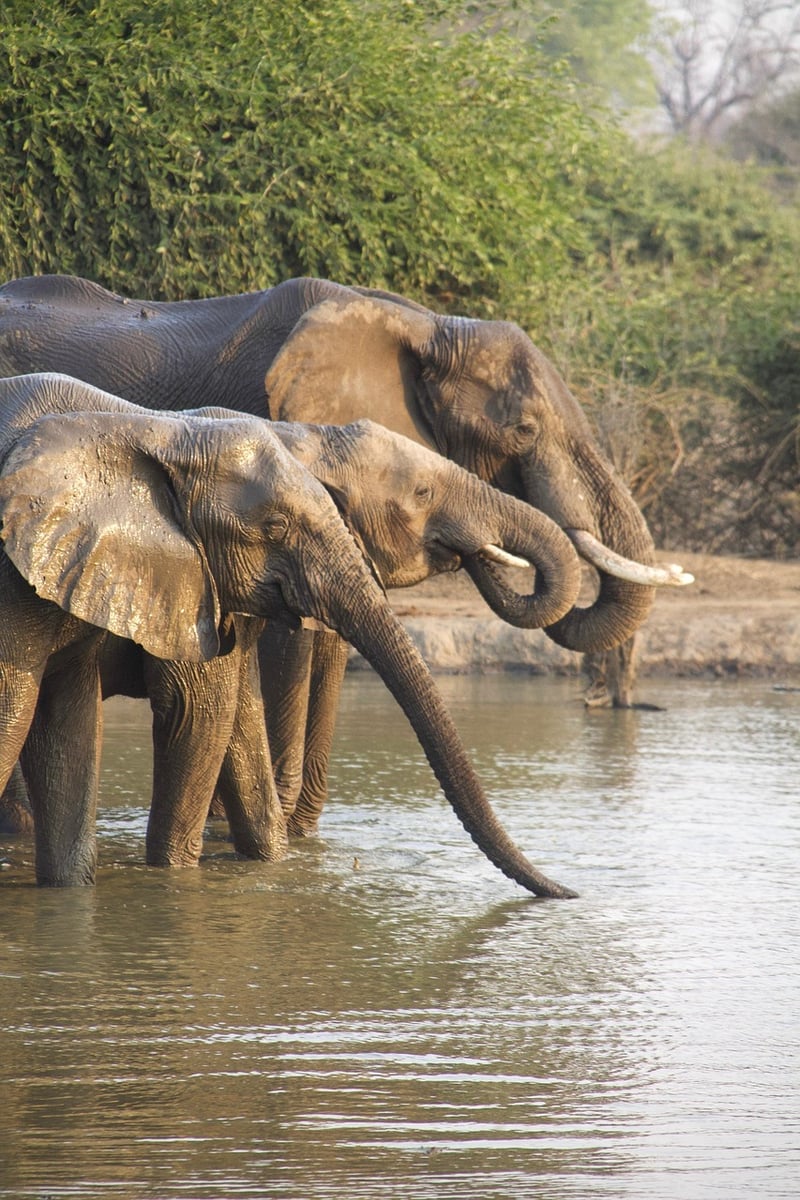 Time Paradox Safaris